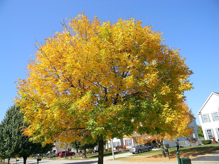 3 Benefits of Our Effective Emerald Ash Borer Treatment