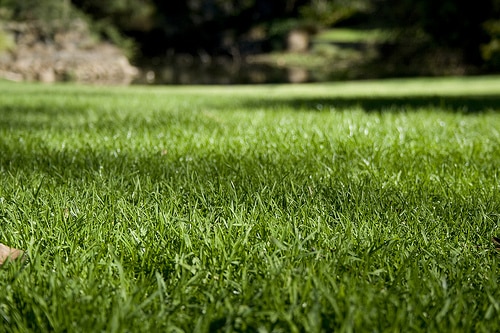 green grass