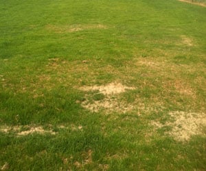 Muncie Lawn Aeration