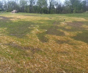 Lawn Seeding Muncie Indiana
