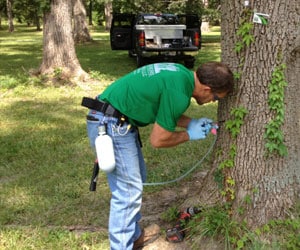 Emerald Ash Borer Tree Treatment Muncie Indiana