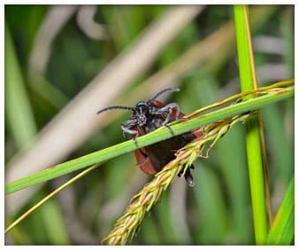 Richmond Indiana Lawn Pest Control