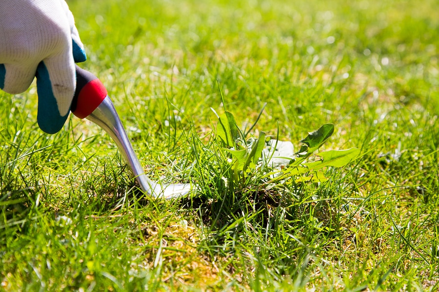 5 Tips for Effective Weed Control Lawn Care Richmond IN