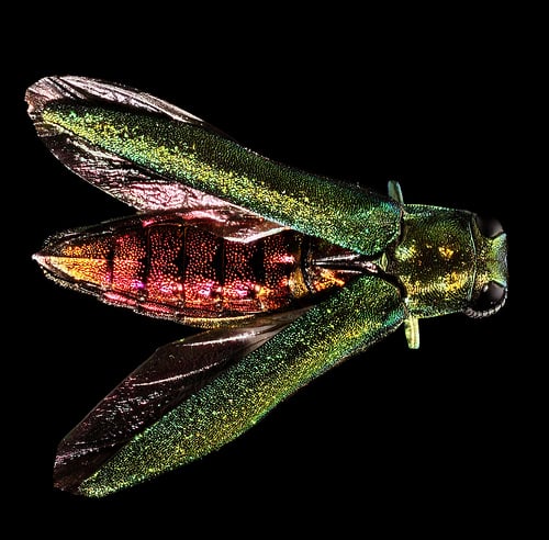 emerald ash borer