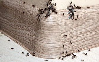Pest Control Muncie