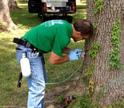 Ash Borer Treatment Muncie Indiana