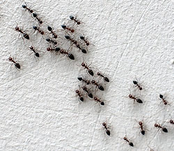 Pest Control Muncie Indiana