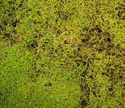 Lawn Pest Control Muncie Indiana