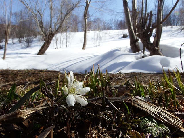 Spring Lawn Care