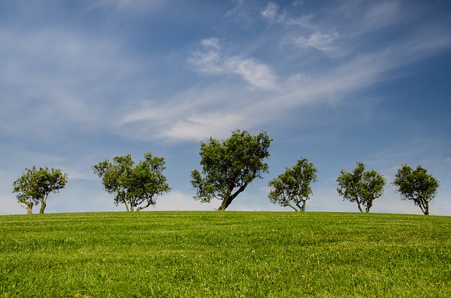 Spring Lawn Care