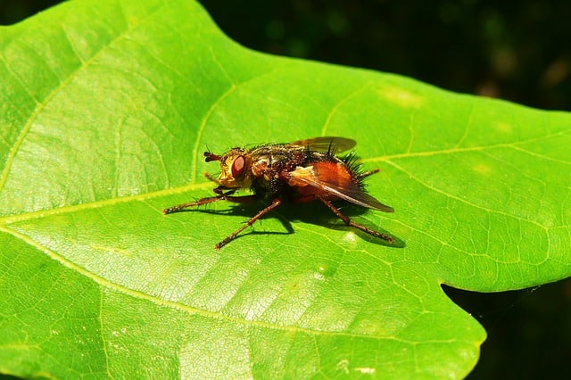 Lawn Pest Control