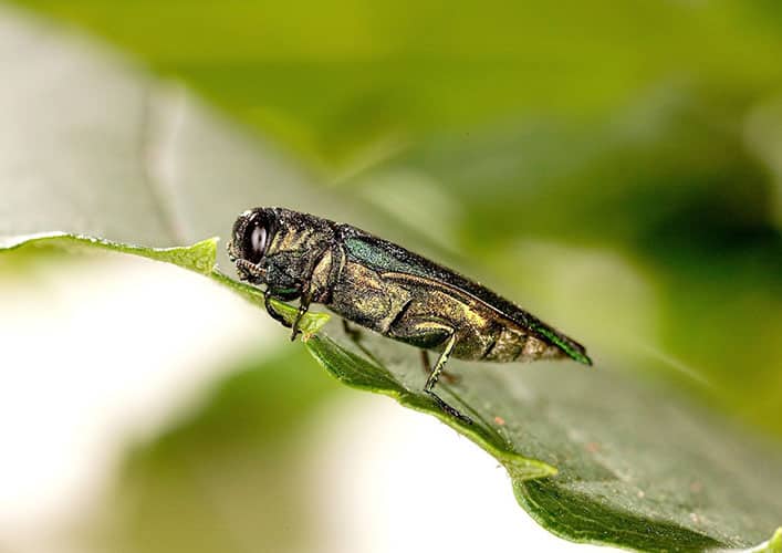 Ash Borer Treatment Muncie Indiana