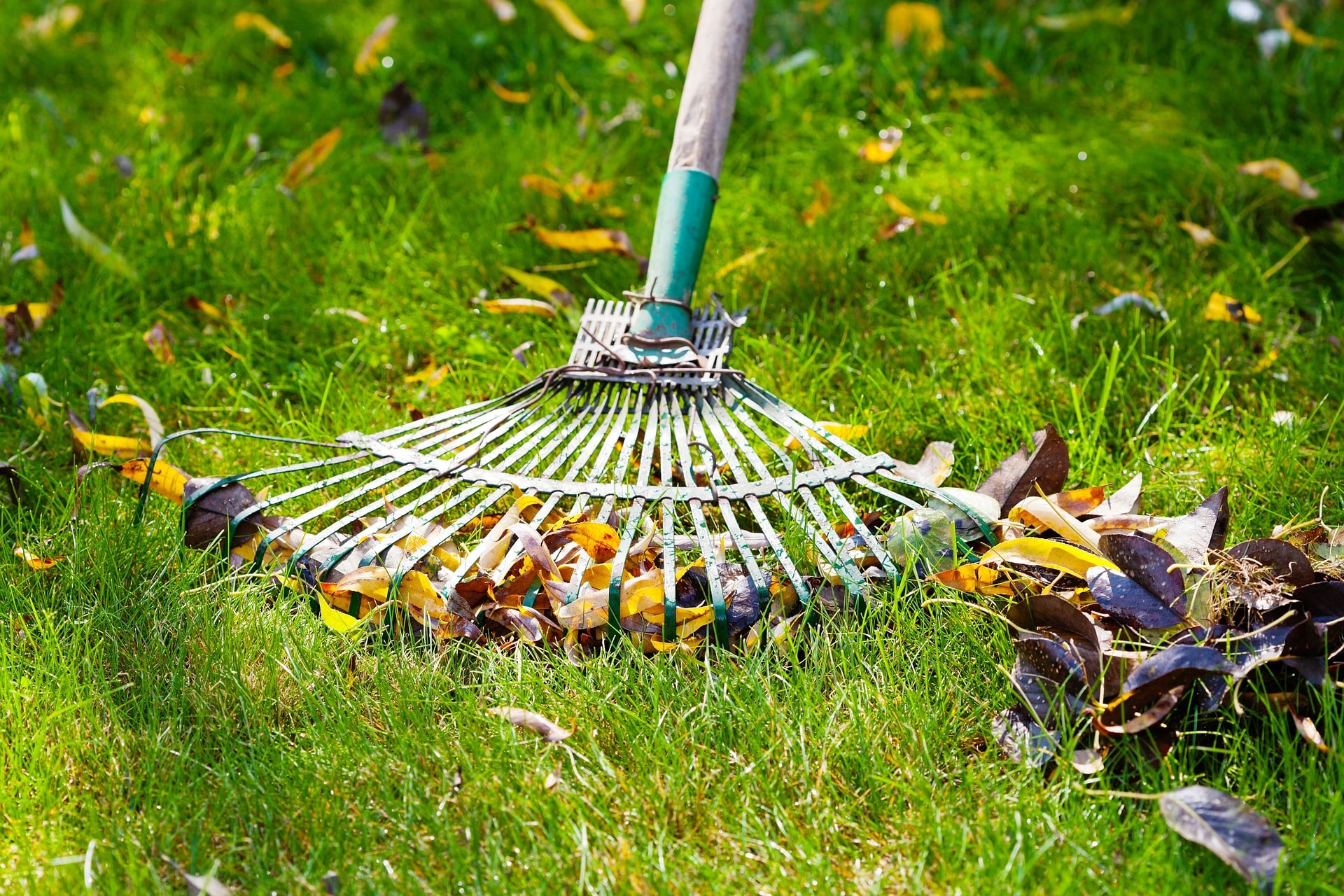 Renovate Your Lawn Before the Winter Cold Strikes