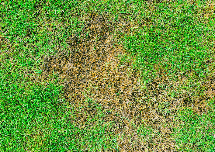Lawn Pest Control Muncie Indiana