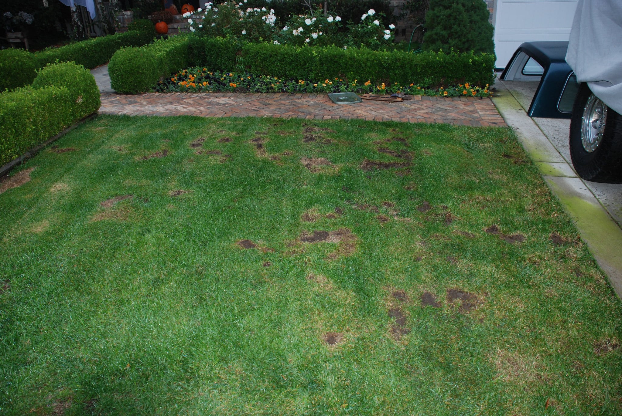4 Common Lawn Pest Problems in Central Indiana