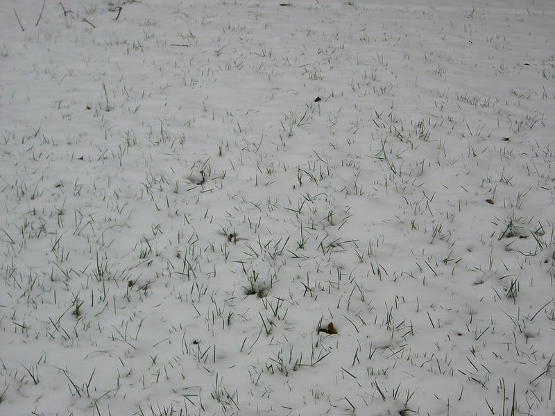 4 Ways to Take Care of Your Lawn During the Winter