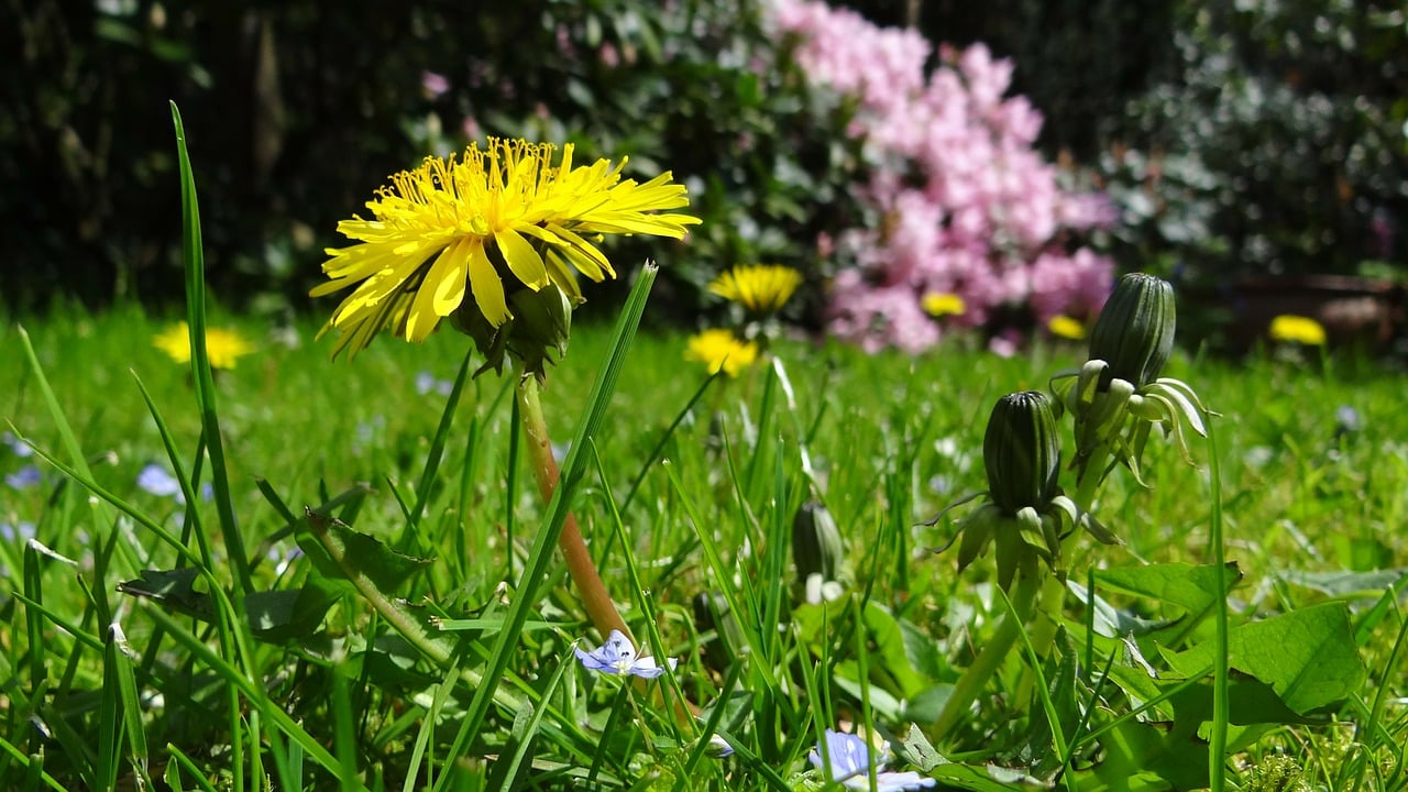 4 Types of Weeds That May Be Lurking in Your Muncie Lawn