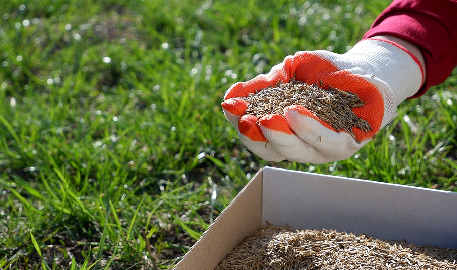 3 Proper Seeding Techniques to Help Your Lawn Thrive