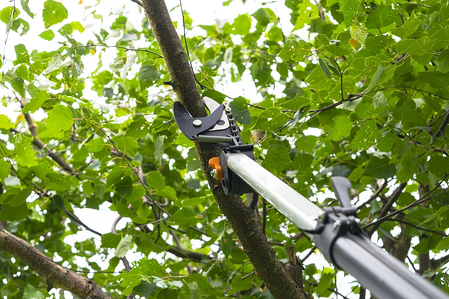 4 Tips for Tree & Shrub Care in the Spring