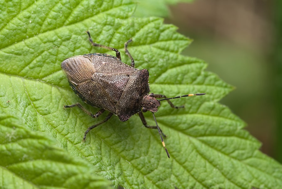 Signs That These 4 Lawn Pests Are Invading Your Lawn