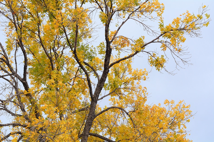 4 Types of Emerald Ash Borer Treatment