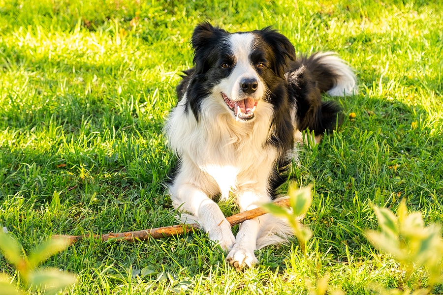 4 Common Lawn Problems & Their Causes