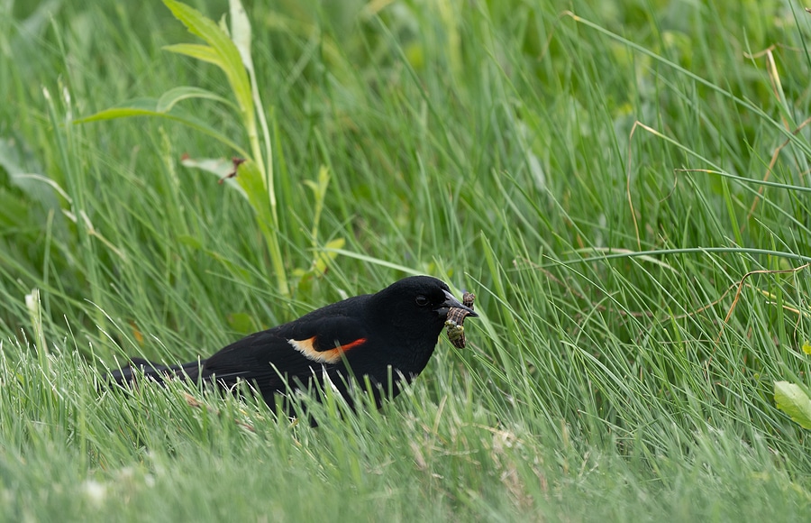 3 Ways to Keep Grubs at Bay