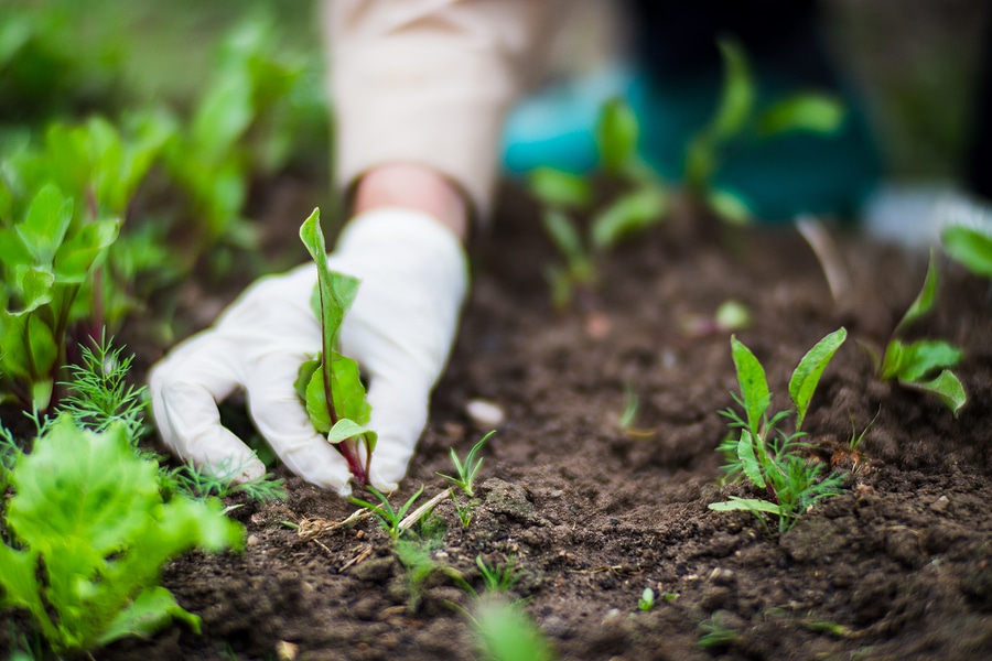 Control Weeds in Your Backyard with These 4 Tips