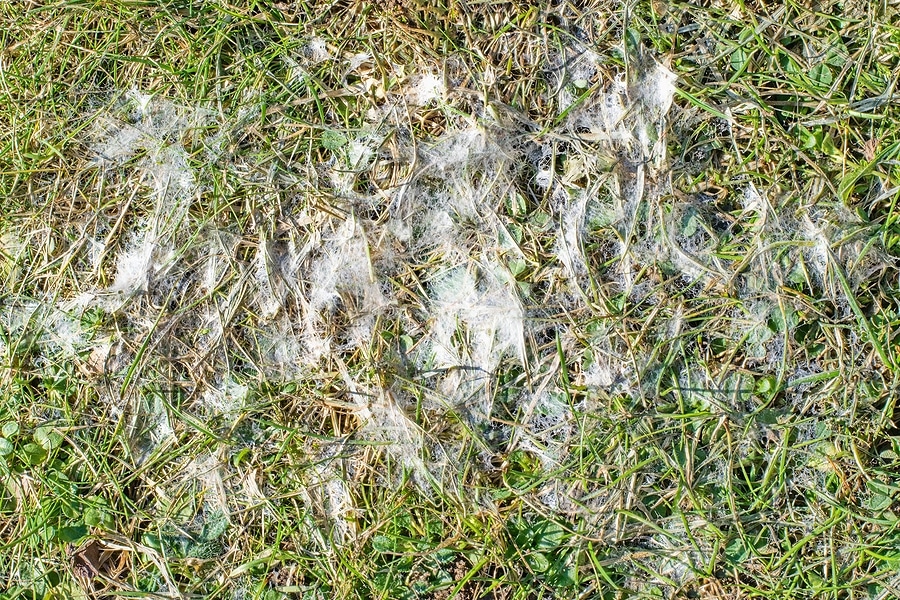 Is Your Lawn Suffering from Snow Mold?